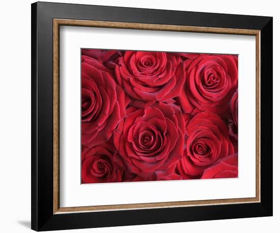 Bouquet of Red Roses-Clive Nichols-Framed Photographic Print