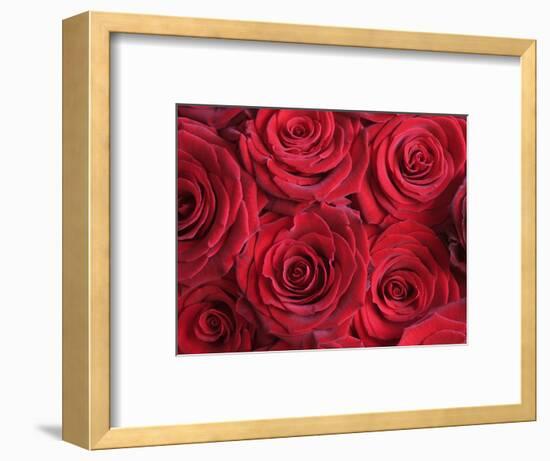 Bouquet of Red Roses-Clive Nichols-Framed Photographic Print