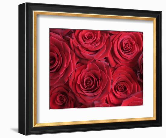 Bouquet of Red Roses-Clive Nichols-Framed Photographic Print