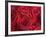 Bouquet of Red Roses-Clive Nichols-Framed Photographic Print