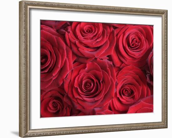 Bouquet of Red Roses-Clive Nichols-Framed Photographic Print