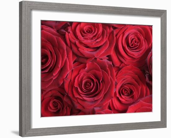 Bouquet of Red Roses-Clive Nichols-Framed Photographic Print