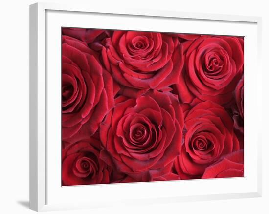 Bouquet of Red Roses-Clive Nichols-Framed Photographic Print