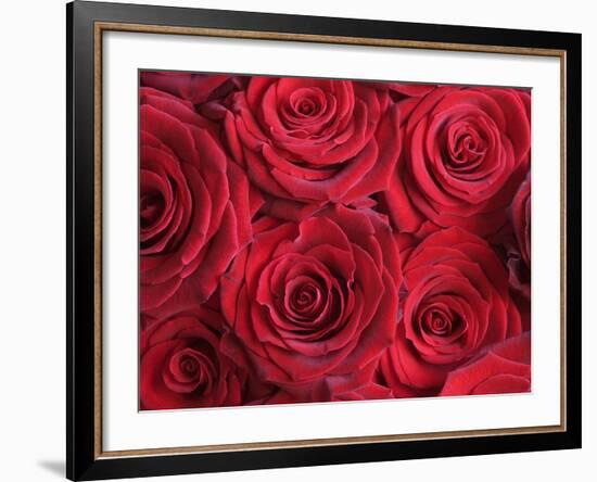 Bouquet of Red Roses-Clive Nichols-Framed Photographic Print