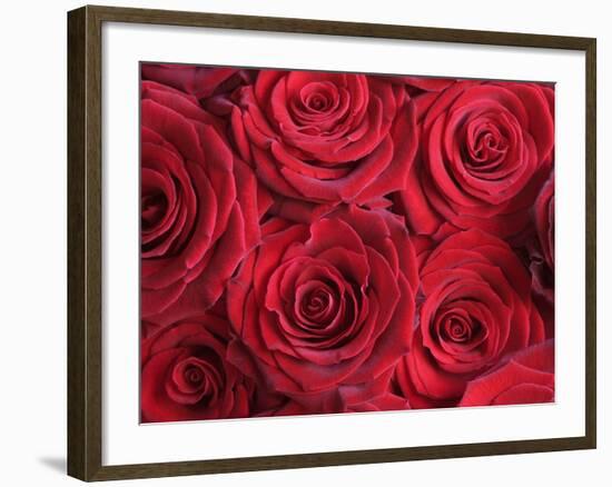 Bouquet of Red Roses-Clive Nichols-Framed Photographic Print