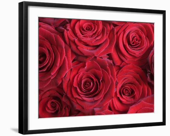 Bouquet of Red Roses-Clive Nichols-Framed Photographic Print