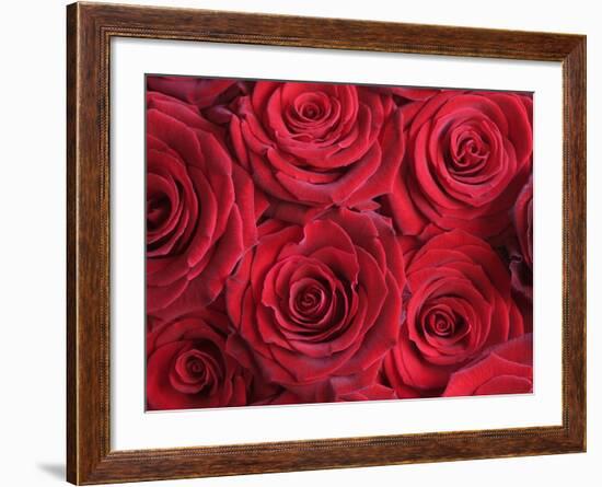 Bouquet of Red Roses-Clive Nichols-Framed Photographic Print