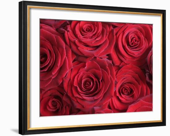 Bouquet of Red Roses-Clive Nichols-Framed Photographic Print