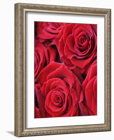 Bouquet of Red Roses-Clive Nichols-Framed Photographic Print