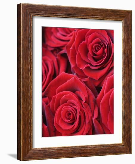 Bouquet of Red Roses-Clive Nichols-Framed Photographic Print