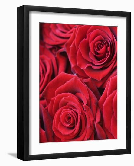 Bouquet of Red Roses-Clive Nichols-Framed Photographic Print