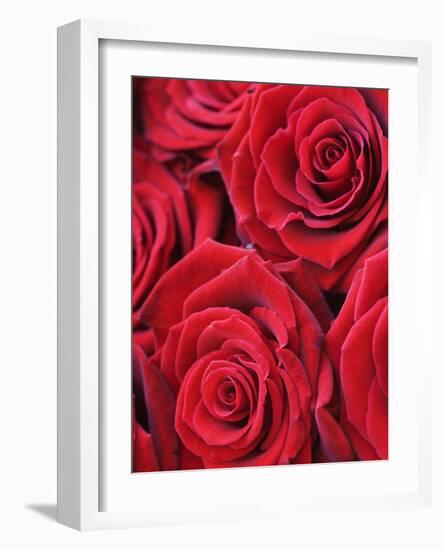 Bouquet of Red Roses-Clive Nichols-Framed Photographic Print