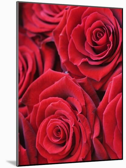 Bouquet of Red Roses-Clive Nichols-Mounted Photographic Print