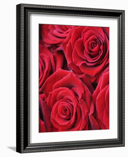 Bouquet of Red Roses-Clive Nichols-Framed Photographic Print