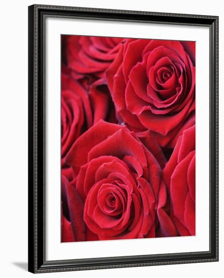 Bouquet of Red Roses-Clive Nichols-Framed Photographic Print