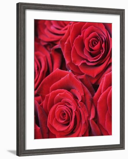 Bouquet of Red Roses-Clive Nichols-Framed Photographic Print