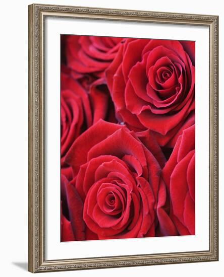 Bouquet of Red Roses-Clive Nichols-Framed Photographic Print