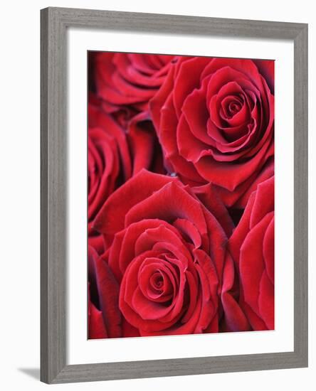 Bouquet of Red Roses-Clive Nichols-Framed Photographic Print