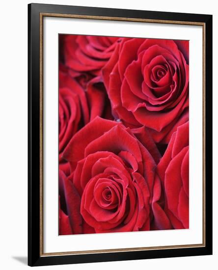 Bouquet of Red Roses-Clive Nichols-Framed Photographic Print