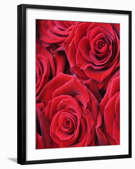 Bouquet of Red Roses-Clive Nichols-Framed Photographic Print