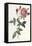 Bouquet of Rose, Anemone and Clematis-Pierre-Joseph Redouté-Framed Premier Image Canvas
