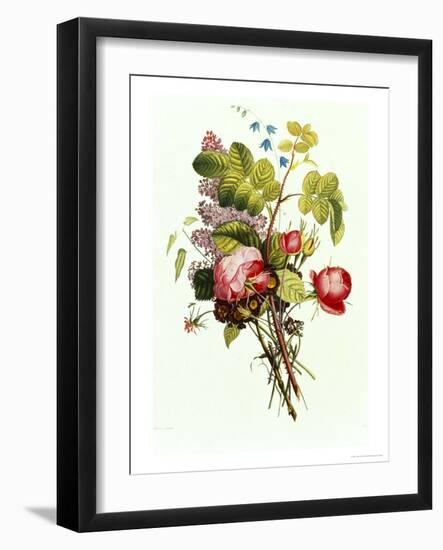 Bouquet of Rose, Lilac and Auricula-Jean Louis Prevost-Framed Giclee Print