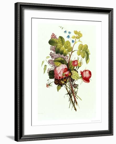 Bouquet of Rose, Lilac and Auricula-Jean Louis Prevost-Framed Giclee Print