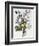 Bouquet of Rose, Narcissus and Hyacinth-Jean Louis Prevost-Framed Giclee Print