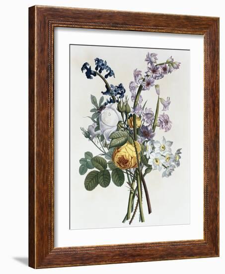 Bouquet of Rose, Narcissus and Hyacinth-Jean Louis Prevost-Framed Giclee Print