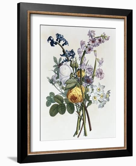 Bouquet of Rose, Narcissus and Hyacinth-Jean Louis Prevost-Framed Giclee Print