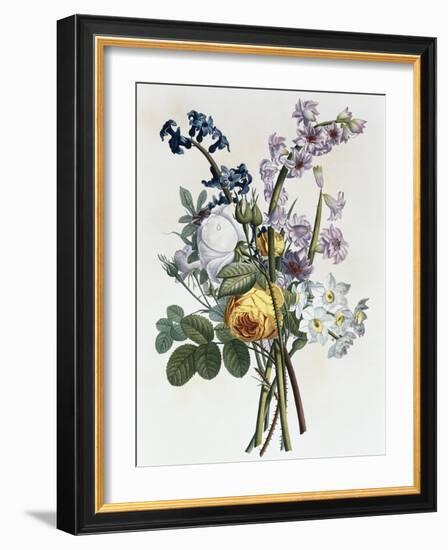 Bouquet of Rose, Narcissus and Hyacinth-Jean Louis Prevost-Framed Giclee Print