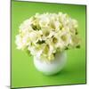 Bouquet of White Freesias in Spherical Vase-Michael Paul-Mounted Photographic Print