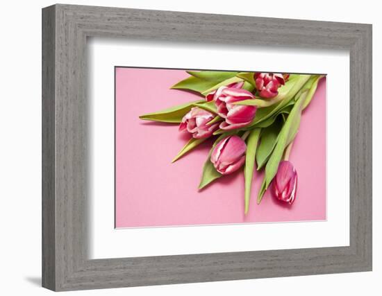 Bouquet, Tulips, Pink, Table-Sebastian Scheuerecker-Framed Photographic Print