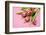 Bouquet, Tulips, Pink, Table-Sebastian Scheuerecker-Framed Photographic Print