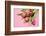 Bouquet, Tulips, Pink, Table-Sebastian Scheuerecker-Framed Photographic Print