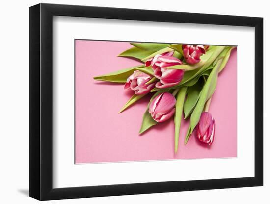 Bouquet, Tulips, Pink, Table-Sebastian Scheuerecker-Framed Photographic Print