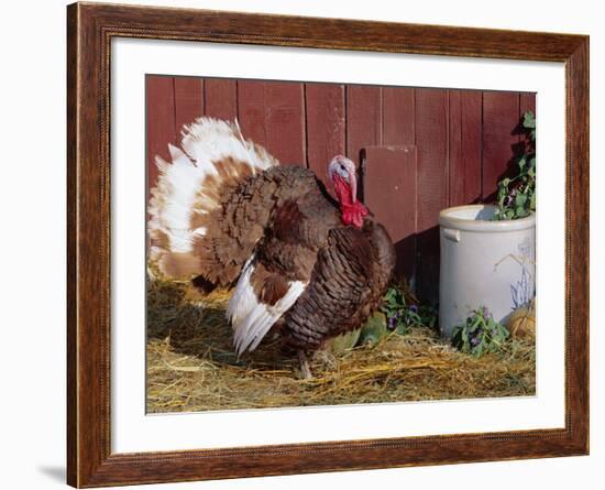 Bourbon Red Breed of Domestic Turkey, Male, USA-Lynn M^ Stone-Framed Photographic Print