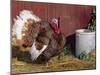 Bourbon Red Breed of Domestic Turkey, Male, USA-Lynn M^ Stone-Mounted Photographic Print