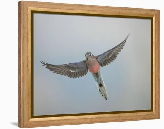 Bourkes Parakeet Male in Flight Front View-null-Framed Premier Image Canvas