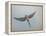Bourkes Parakeet Male in Flight Front View-null-Framed Premier Image Canvas