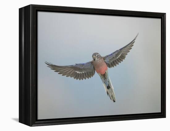 Bourkes Parakeet Male in Flight Front View-null-Framed Premier Image Canvas