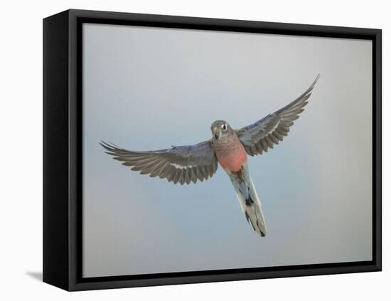 Bourkes Parakeet Male in Flight Front View-null-Framed Premier Image Canvas