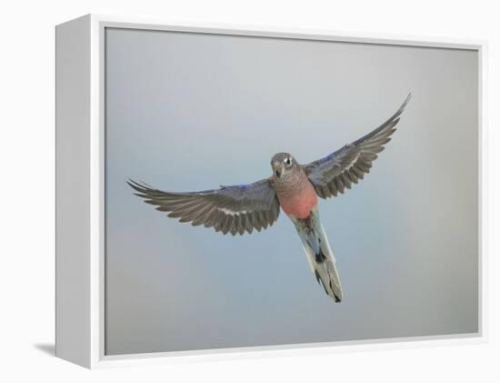 Bourkes Parakeet Male in Flight Front View-null-Framed Premier Image Canvas