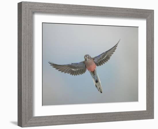 Bourkes Parakeet Male in Flight Front View-null-Framed Photographic Print