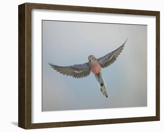 Bourkes Parakeet Male in Flight Front View-null-Framed Photographic Print