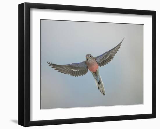 Bourkes Parakeet Male in Flight Front View-null-Framed Photographic Print