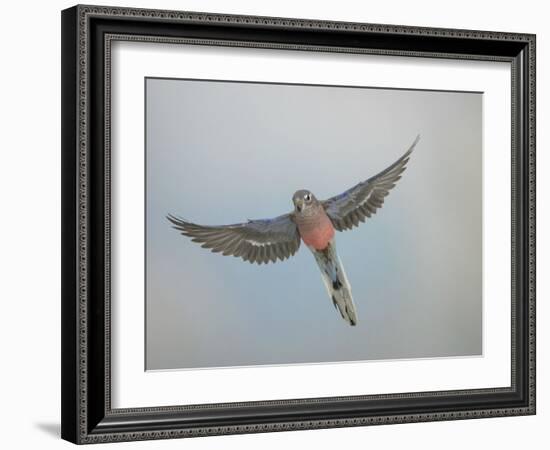 Bourkes Parakeet Male in Flight Front View-null-Framed Photographic Print