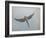 Bourkes Parakeet Male in Flight Front View-null-Framed Photographic Print