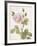 Boutique Fleurs II-Maria Mendez-Framed Giclee Print