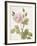 Boutique Fleurs II-Maria Mendez-Framed Giclee Print